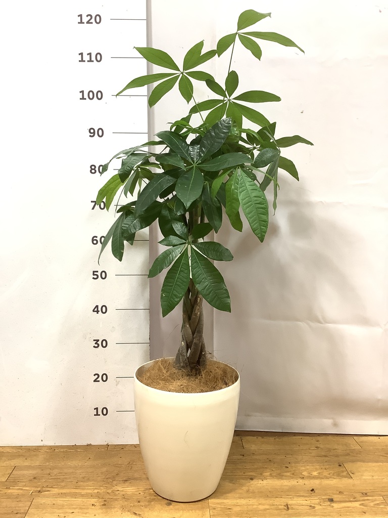 パキラ パキラ 7号 | 観葉植物の通販ならHitoHana（ひとはな）