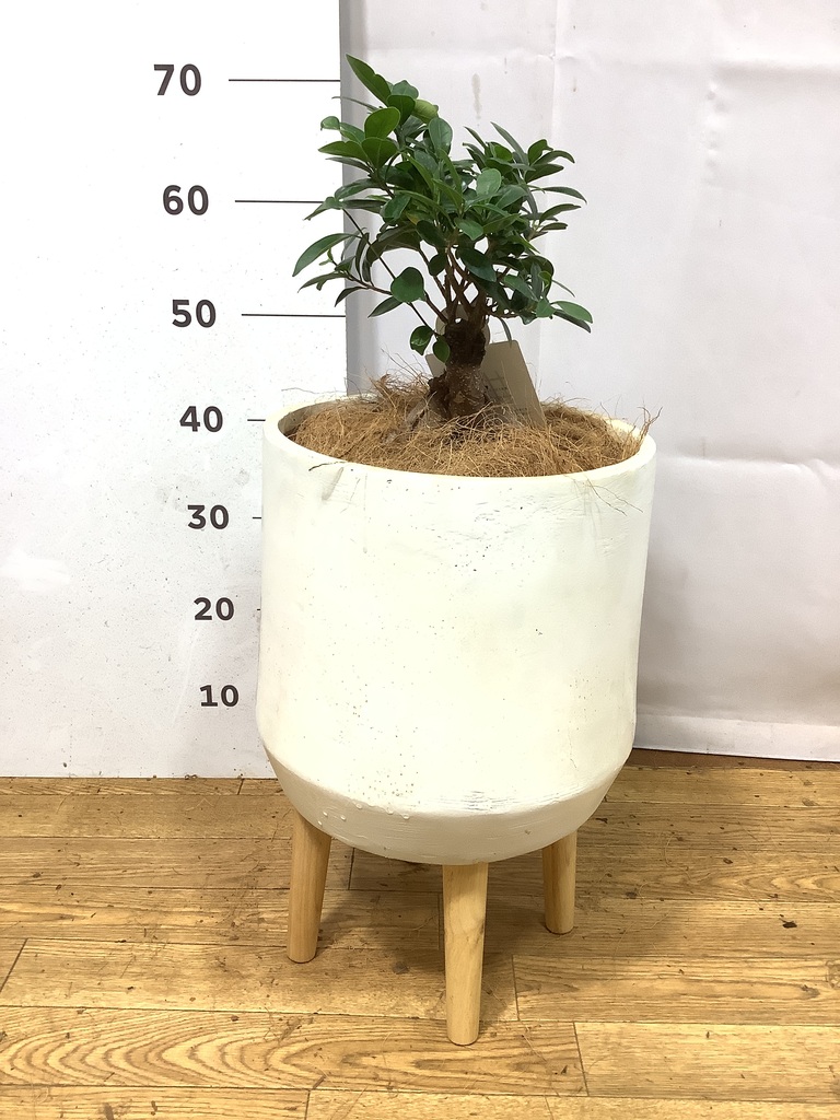 ガジュマル パンダ 4号 | 観葉植物通販HitoHana(ひとはな)