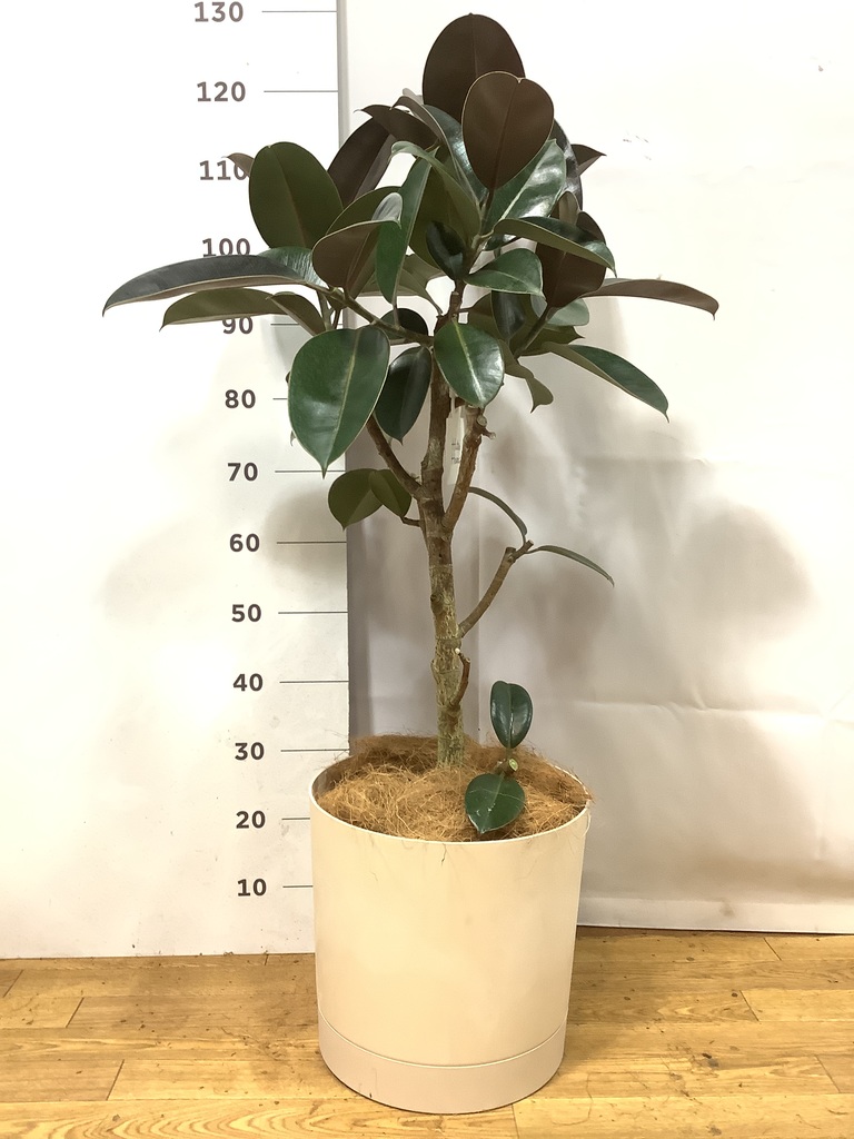 健康運を高める観葉植物 | 風水 | HitoHana（ひとはな）