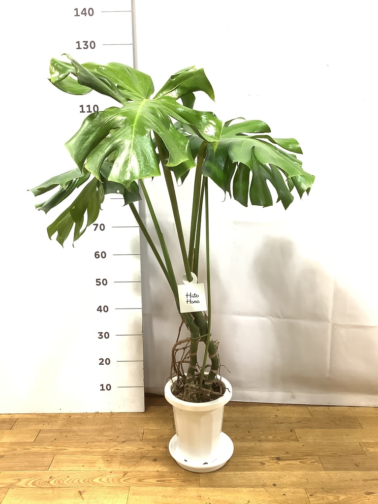 観葉植物 モンステラ 7号 根あがり プラスチック鉢 | 観葉植物なら