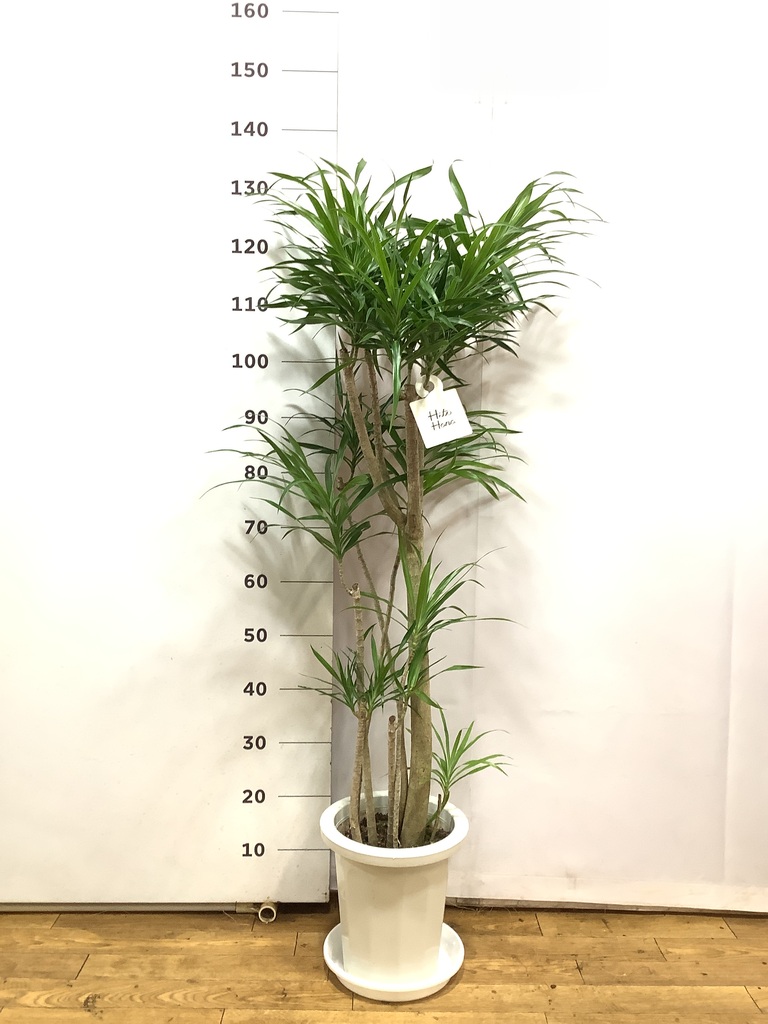 観葉植物 ドラセナ リフレクサ 8号 プラスチック鉢 | 観葉植物なら