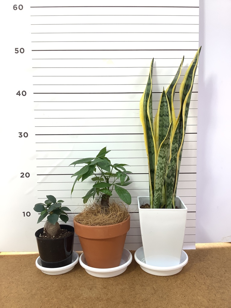 観葉植物 初心者にもおすすめお試し3点セット（サンスベリア 4号