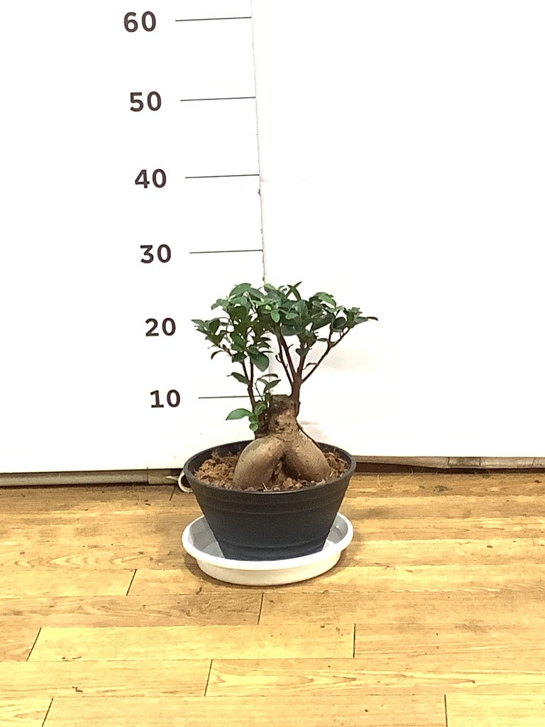 観葉植物 ガジュマル 7号 股仕立て プラスチック鉢 | 観葉植物なら