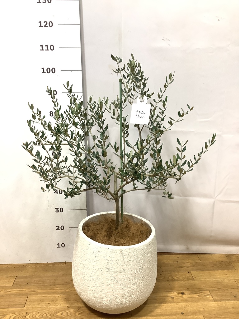 オリーブの木 ルッカ | 観葉植物 | 送料無料でお届け - Hitohana（ひと