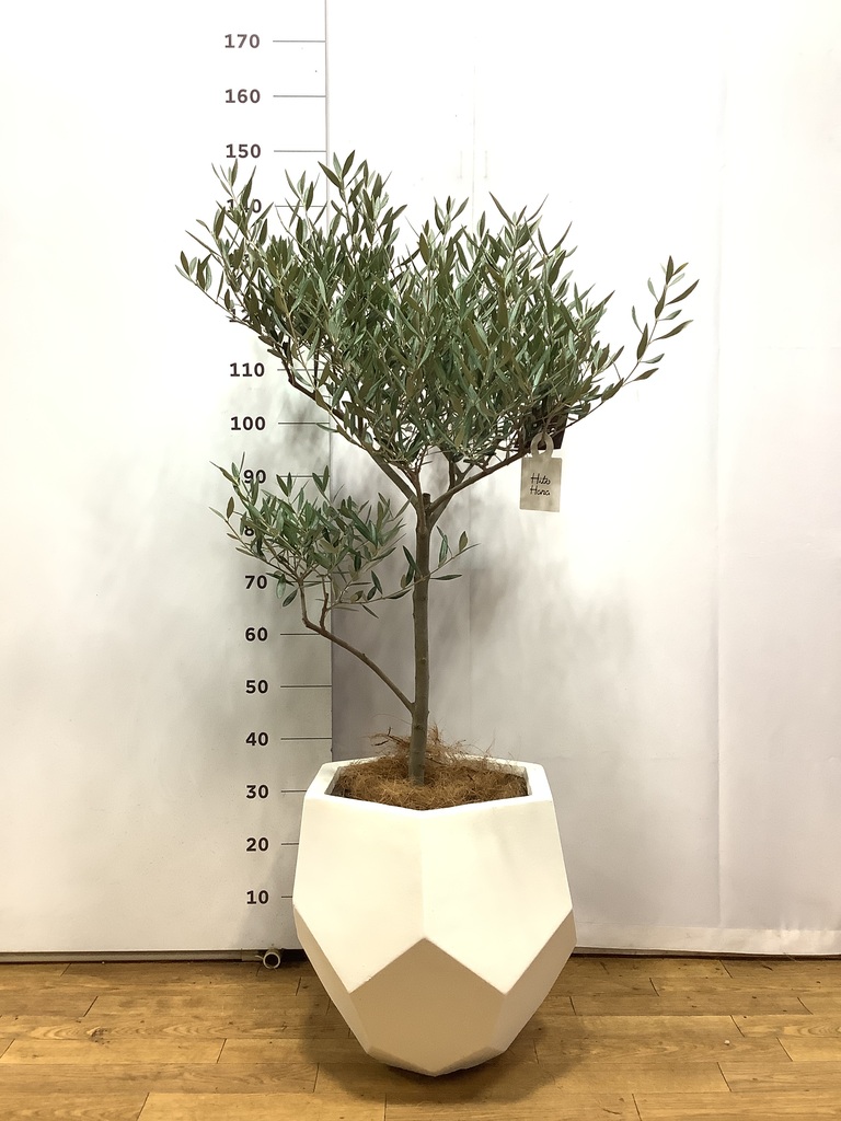 観葉植物 オリーブ 8号 創樹 ポリゴヘクサ 白 付き | 観葉植物なら