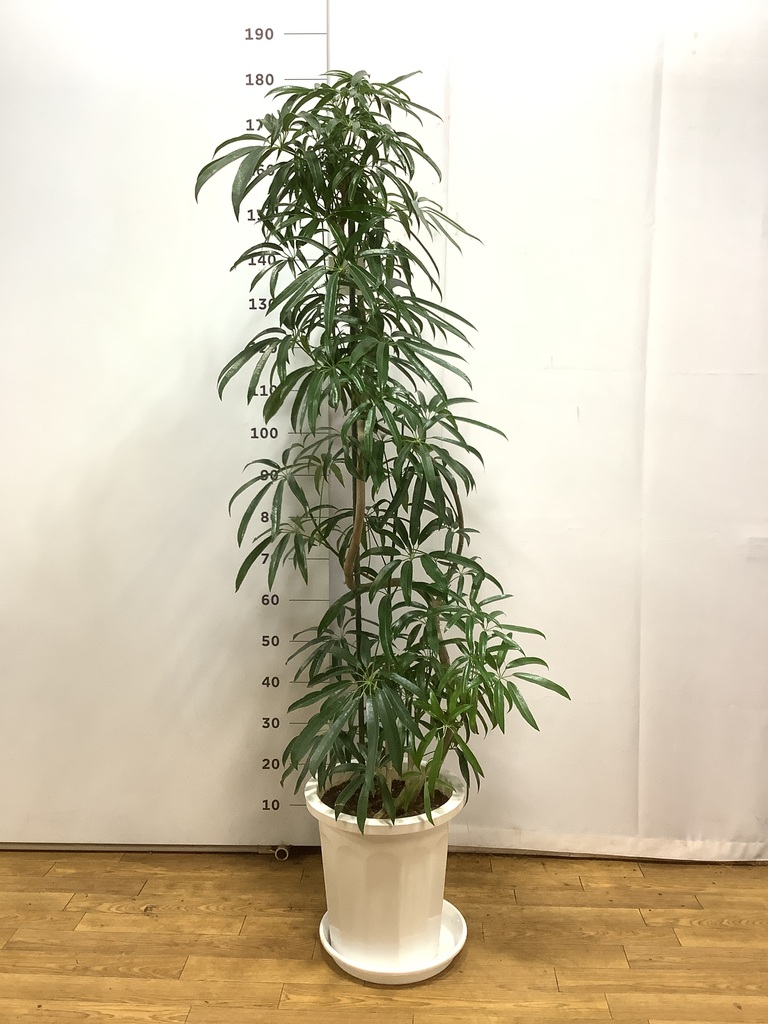 観葉植物 シェフレラ アンガスティフォリア 10号 曲り プラスチック鉢