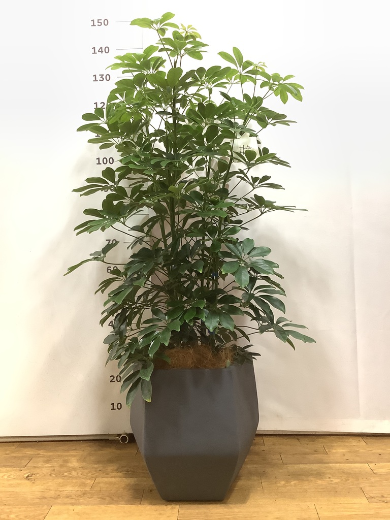 観葉植物 カポック（シェフレラ） 【145cm】 13号 プラスチック鉢