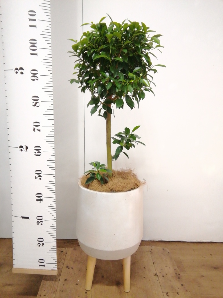 観葉植物 フィカス ナナ 7号 プラスチック鉢 | 観葉植物なら