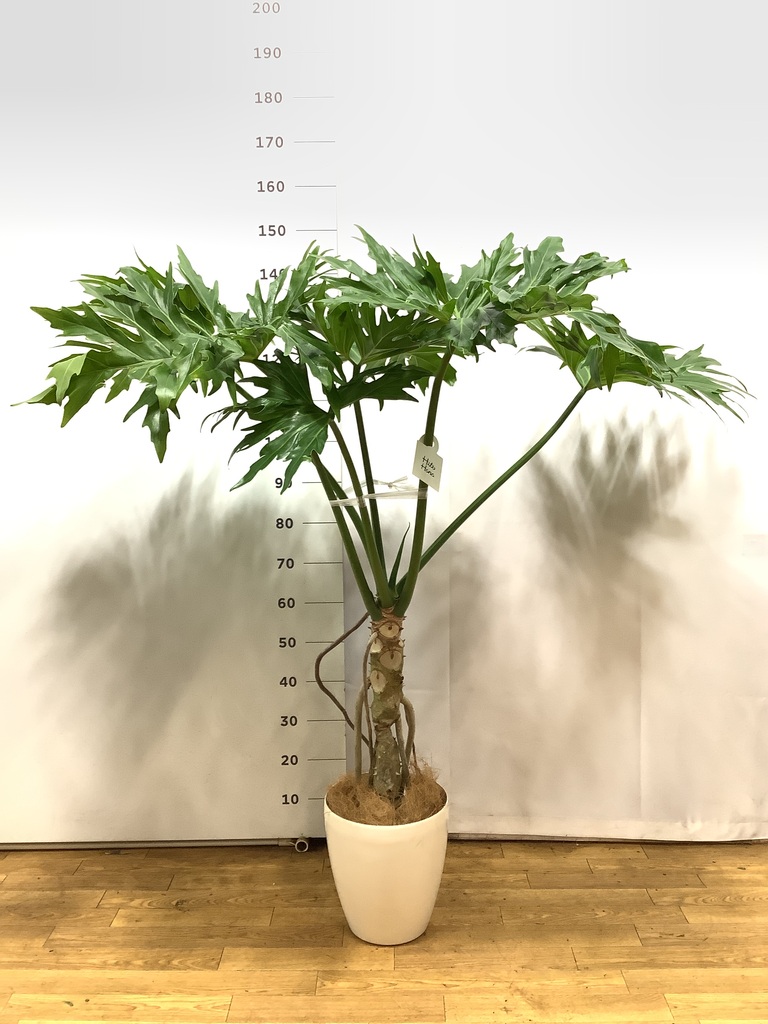 セローム ヒトデカズラ 根あがり | 観葉植物通販HitoHana(ひとはな)