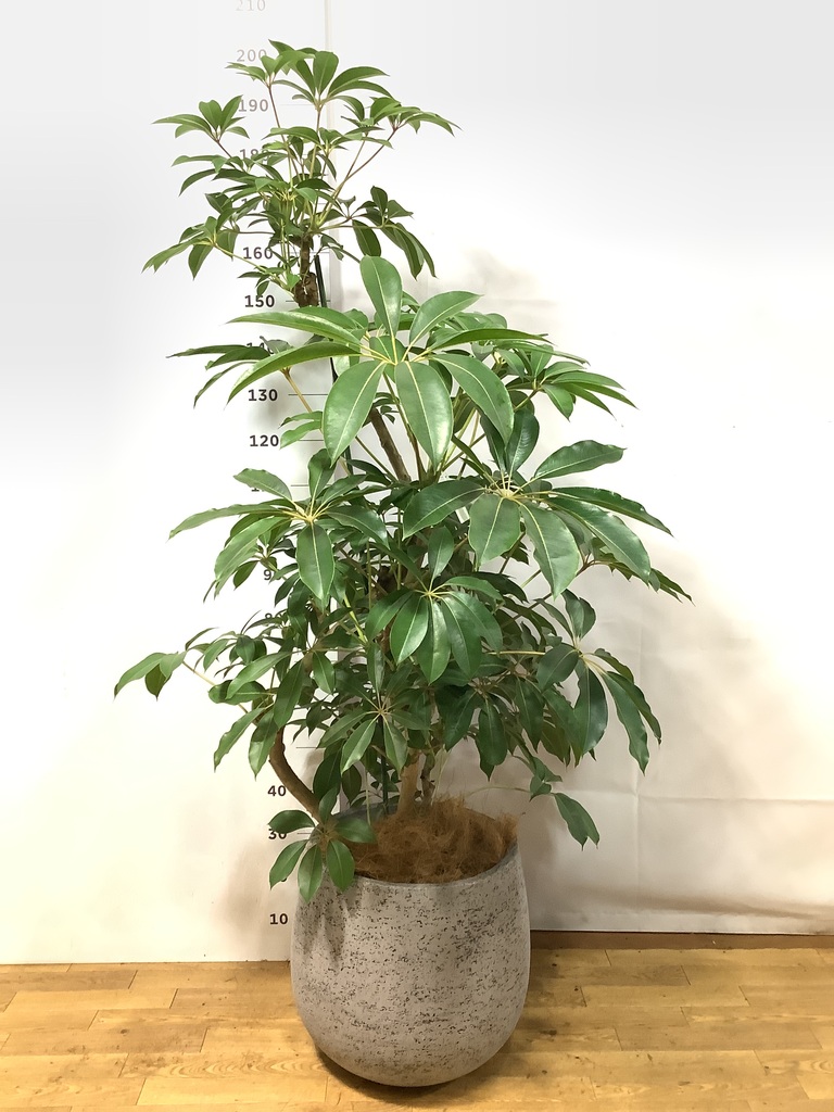 観葉植物 ツピダンサス 10号 曲り サンディ シリンダー 白 付き | 観葉