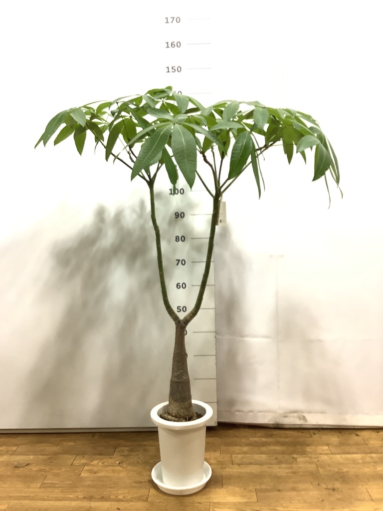 観葉植物 パキラ 7号 パラソル プラスチック鉢 | 観葉植物ならHitoHana