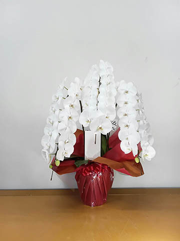 胡蝶蘭大輪 白 3本立ち 35輪〜40輪前後 | 胡蝶蘭ならHitoHana(ひとはな) 胡蝶蘭大輪 白 3本立ち 35輪〜40輪前後 | 胡蝶蘭ならHitoHana(ひとはな)