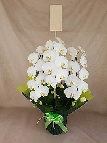 胡蝶蘭大輪 白 3本立ち 30輪〜35輪前後 | 胡蝶蘭ならHitoHana(ひとはな)