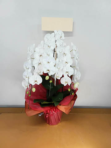 胡蝶蘭大輪 白 3本立ち 30輪〜35輪前後 | 胡蝶蘭ならHitoHana(ひとはな)