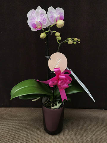 ミニ胡蝶蘭 ranto ライトピンク Sサイズ × レッド鉢 | 胡蝶蘭なら