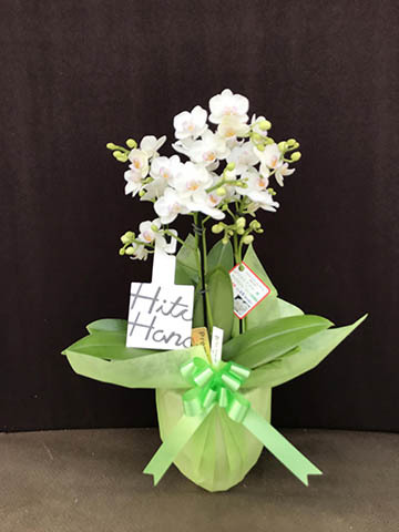 ミディ胡蝶蘭 白 5号 3本立ち | 胡蝶蘭ならHitoHana(ひとはな)