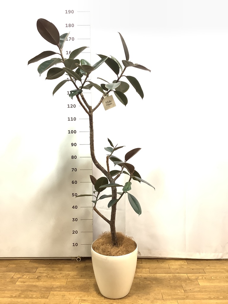 観葉植物 フィカス バーガンディ 8号 曲り モンデリック ラタン 付き