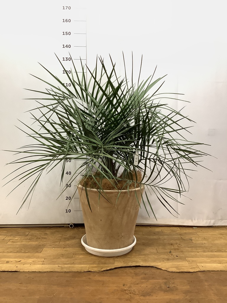 観葉植物 ココスヤシ (ヤタイヤシ) 10号 コーテス ヘックス 灰 付き