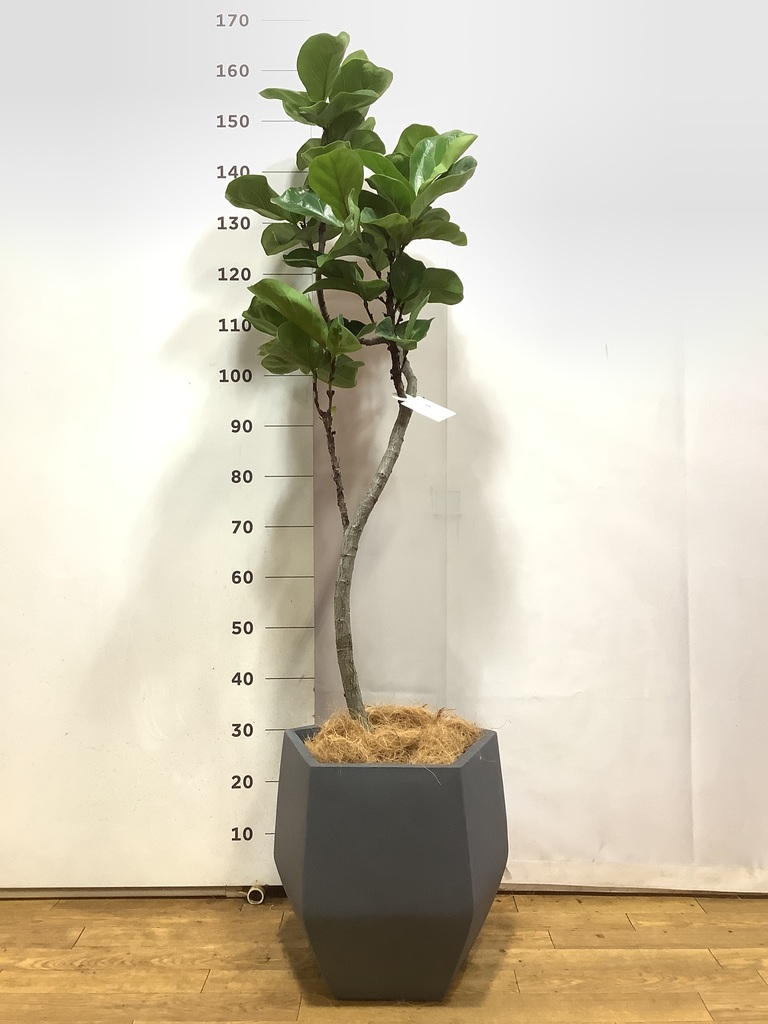 カシワバゴムの木 バンビーノ 写真 | 観葉植物通販HitoHana(ひとはな)