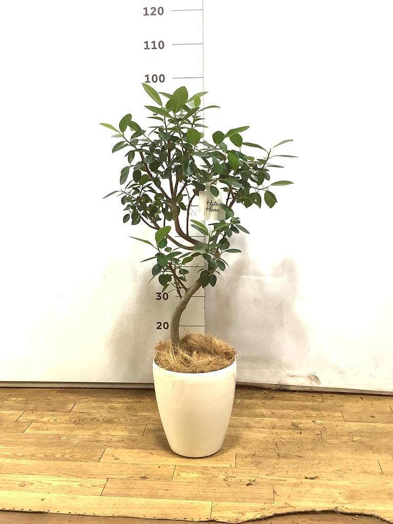 フランスゴム　リビングサイズ　no6 観葉植物 フランスゴムの木 6号 曲り プラスチック鉢を送料無料で翌日