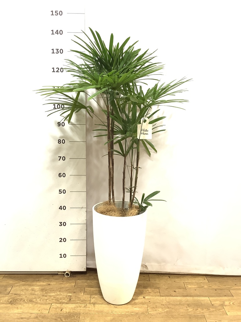 観葉植物 シュロチク（棕櫚竹） 8号 ベータ キューブプランター ウッド