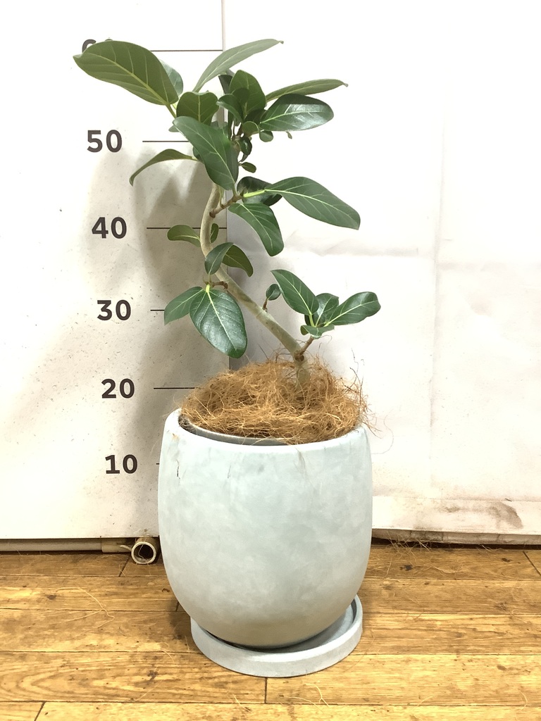 観葉植物 フィカス ベンガレンシス 6号 曲り インティ グレー 付き