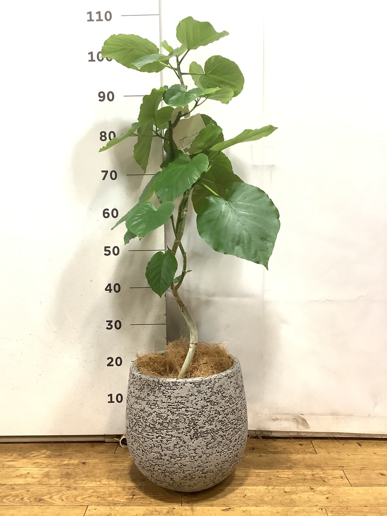 観葉植物 フィカス ウンベラータ 6号 曲り プラスチック鉢 | 観葉植物