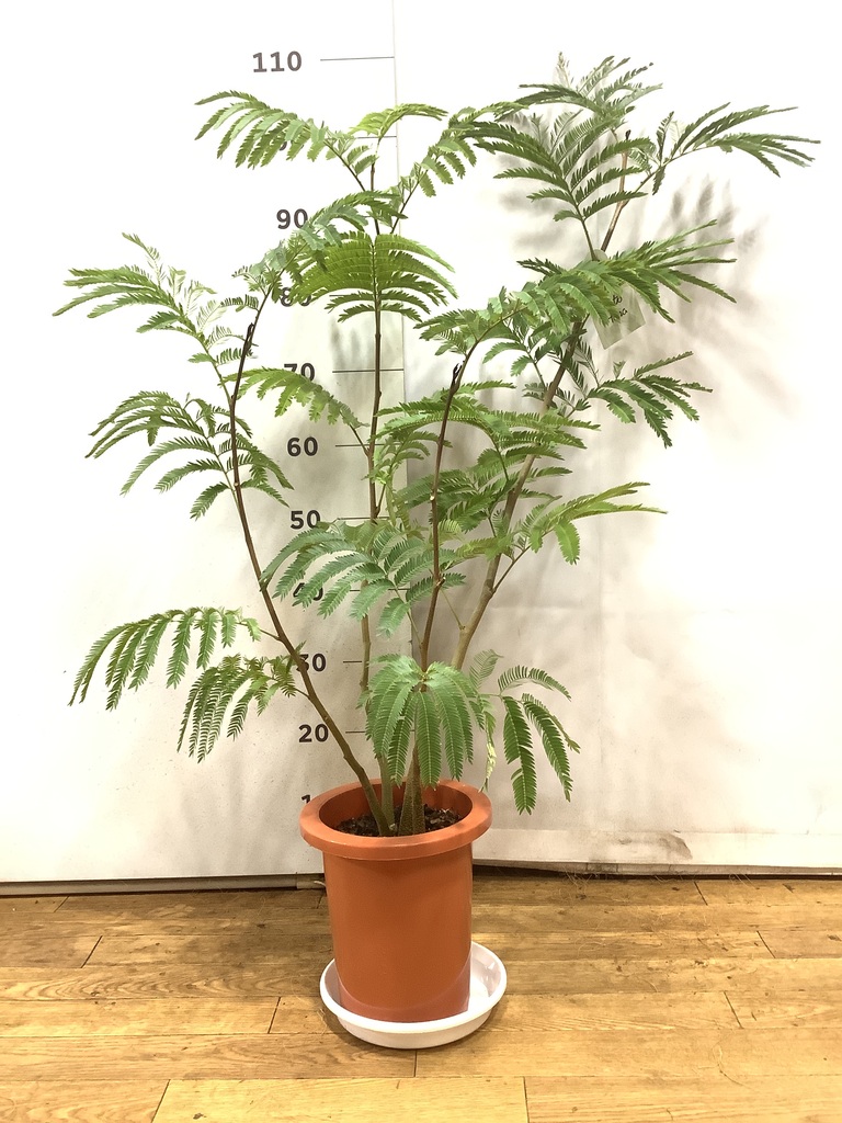 観葉植物 エバーフレッシュ 7号 ボサ造り プラスチック鉢 | 観葉植物 
