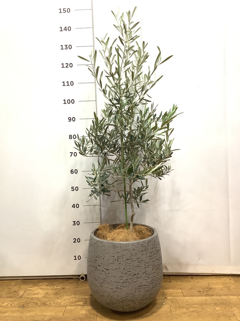 観葉植物 オリーブの木 8号 デルモロッコ 竹バスケット 付き / 小倉園