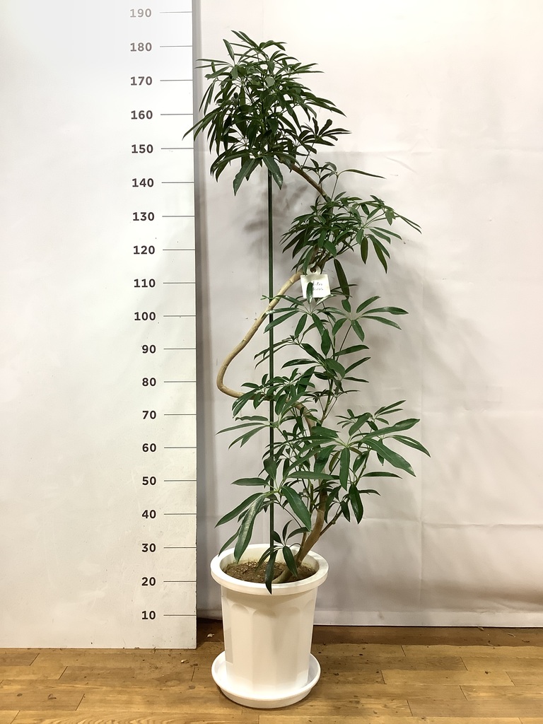 観葉植物 シェフレラ アンガスティフォリア 10号 曲り プラスチック鉢 観葉植物 シェフレラ アンガスティフォリア 10号 曲り プラスチック鉢