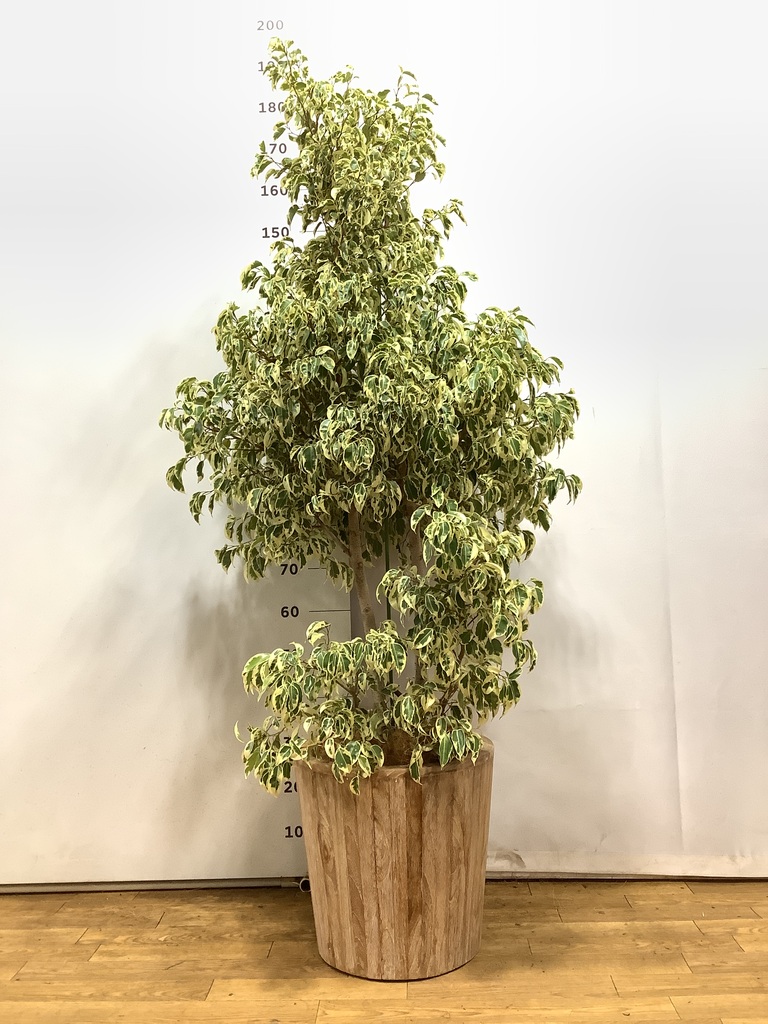 観葉植物 フィカス ベンジャミン【220cm】10号 玉造り プラスチック鉢
