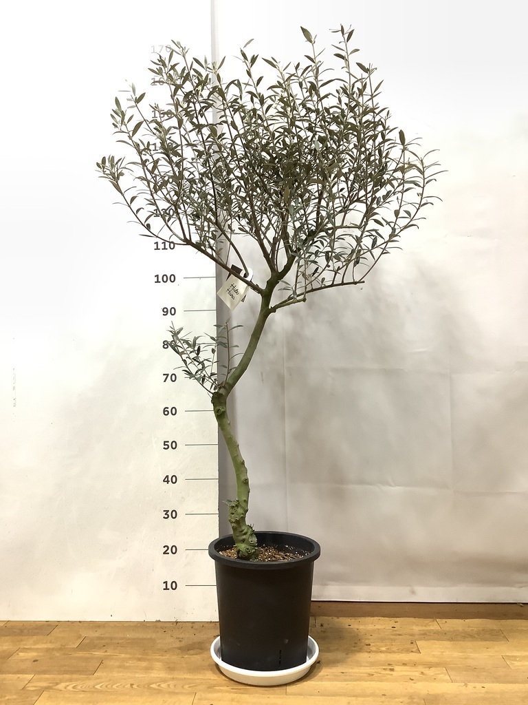 観葉植物 オリーブ 9号 創樹 プラスチック鉢 | 観葉植物ならHitoHana