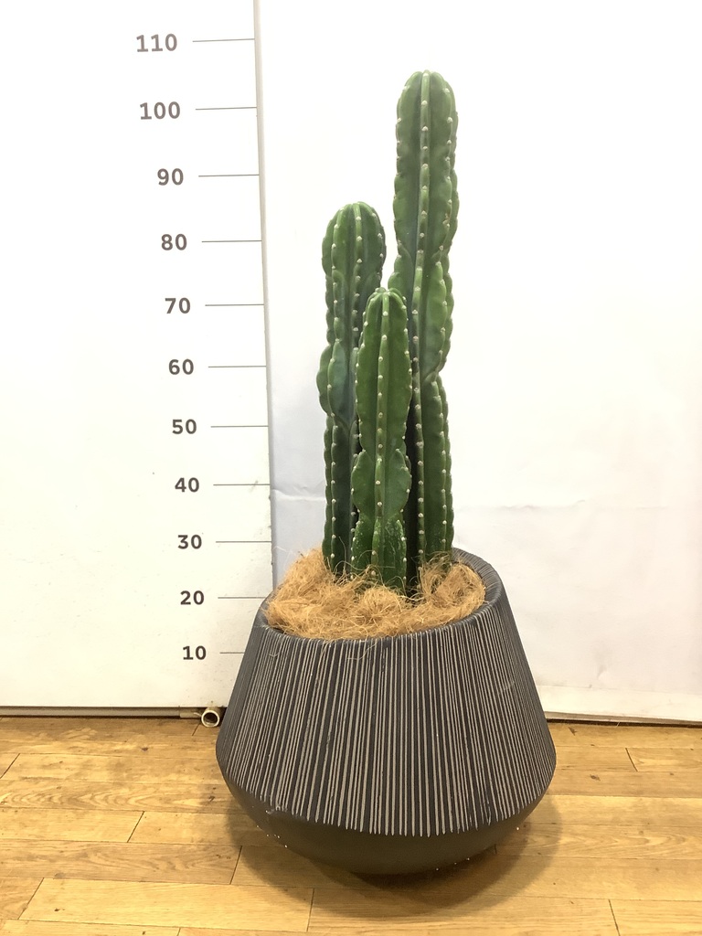 柱サボテン 1点もの（現品・現物） | 観葉植物通販HitoHana(ひとはな)