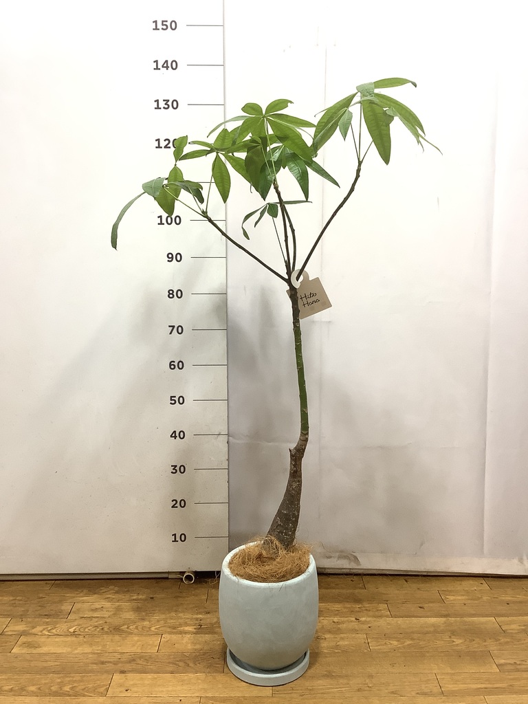 観葉植物 パキラ 6号 実生（みしょう） プラスチック鉢 | 観葉植物なら