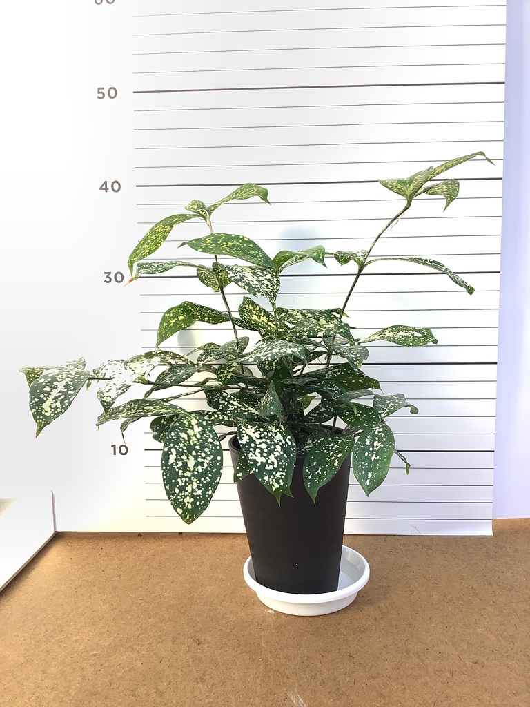観葉植物 ドラセナ ゴッドセフィアーナ 4号 エメリ 14 G グリーン 付き