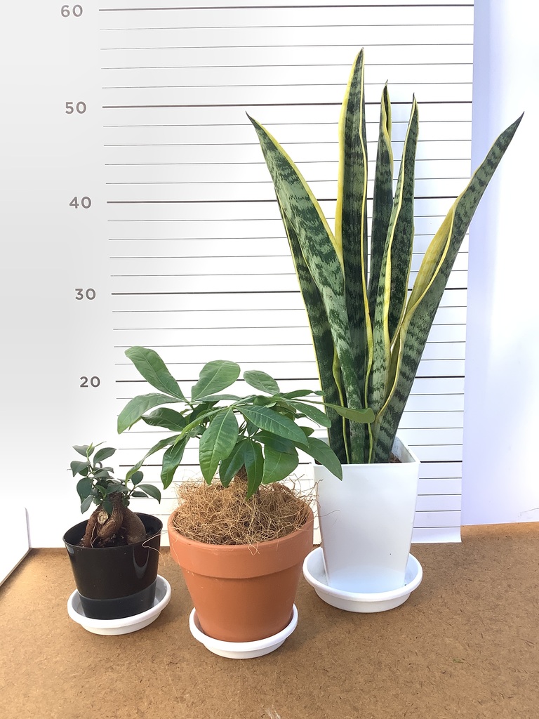 観葉植物 初心者セット | HitoHana（ひとはな）