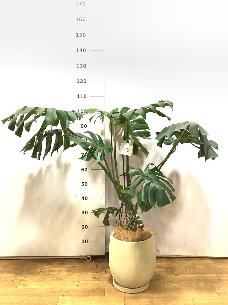 観葉植物 モンステラ【80cm】7号 斑入り プラスチック鉢 #69045 | 観葉