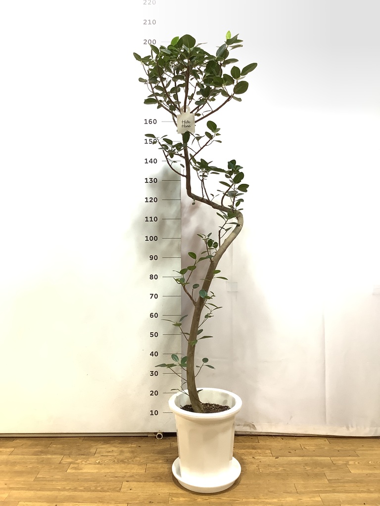 観葉植物 フランスゴムの木 10号 曲り プラスチック鉢 | 観葉植物なら