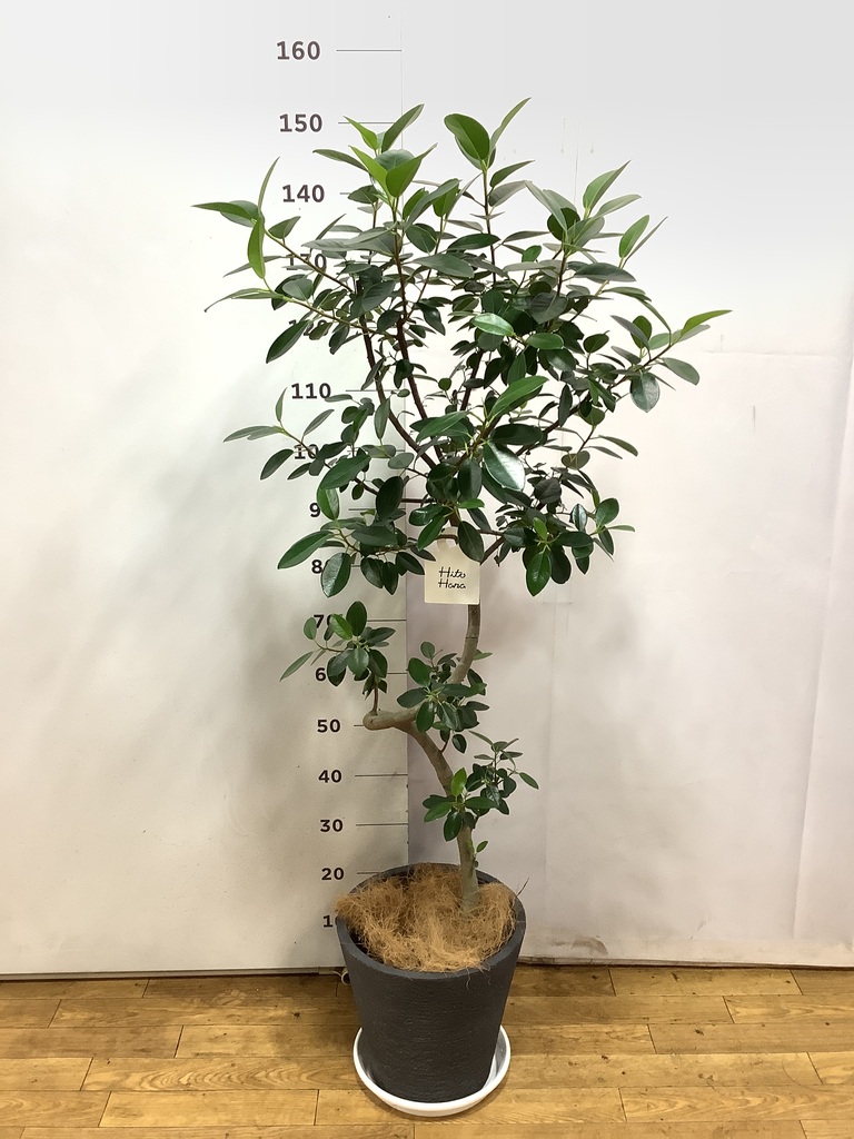 フランスゴムの木 8号 | 観葉植物 | 送料無料でお届け - Hitohana