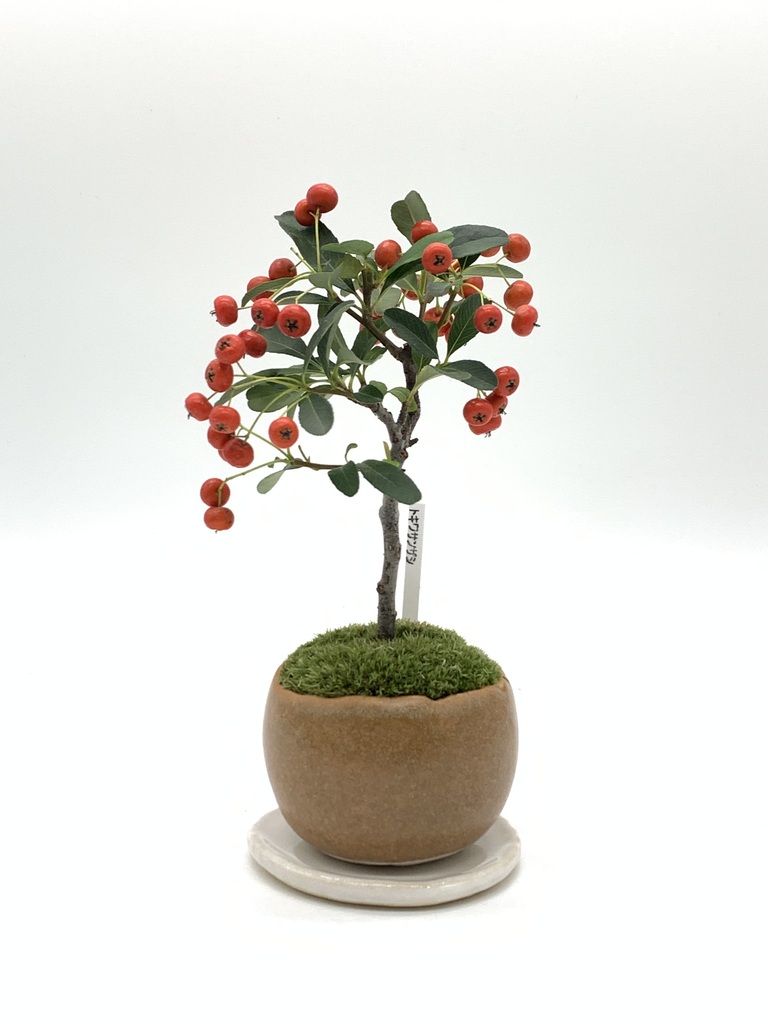 ミニ盆栽の通販 | HitoHana（ひとはな）