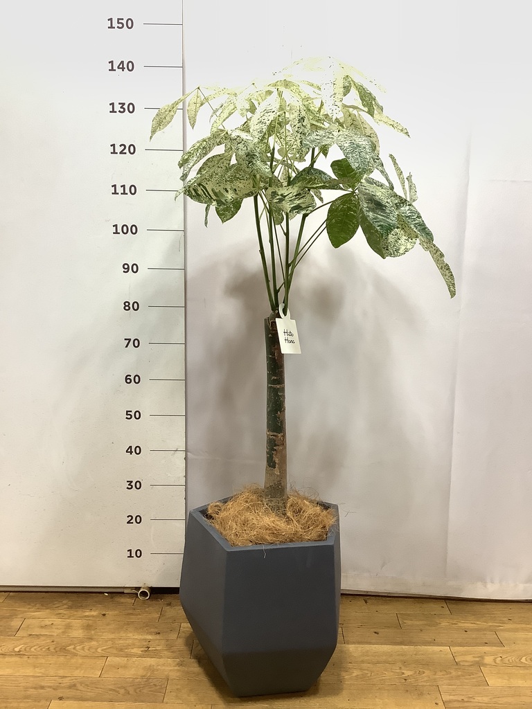 観葉植物 パキラ 8号 朴 斑入り ジュピター 白 付き | 観葉植物なら