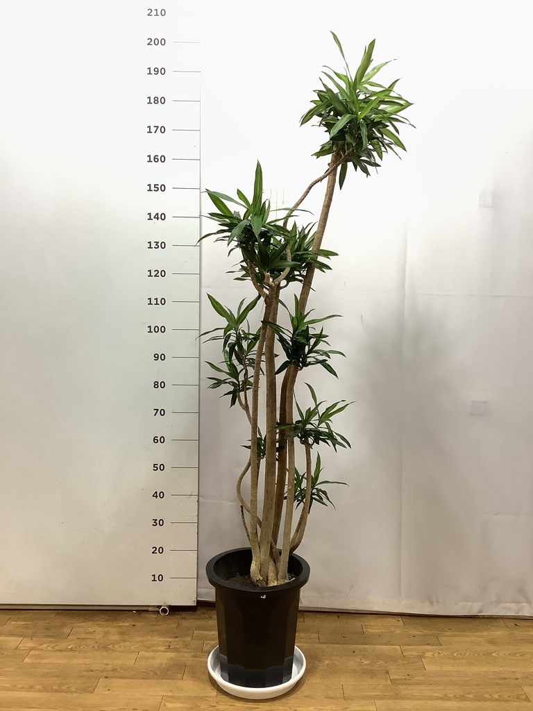 ドラセナ ソング オブ ジャマイカ 10号 | 観葉植物 | インテリアや
