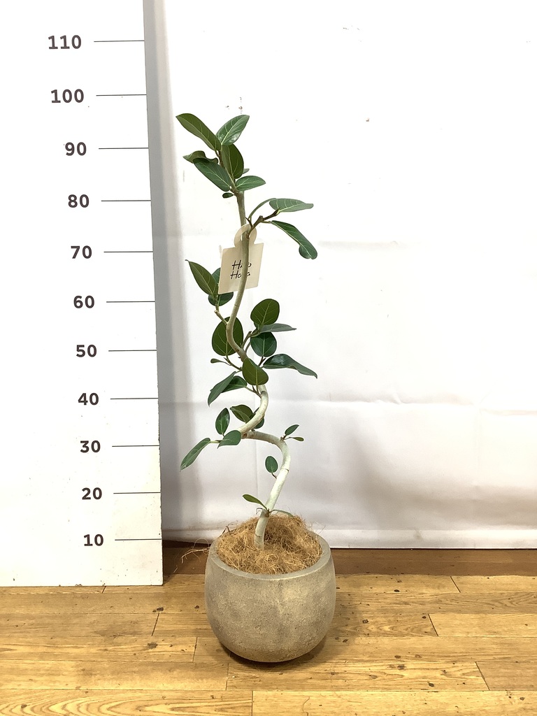 観葉植物 フィカス ベンガレンシス 5号 曲り プラスチック鉢 | 観葉
