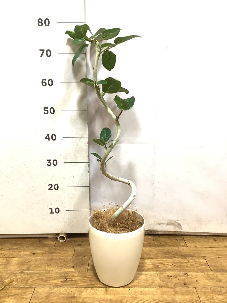 観葉植物 フィカス ベンガレンシス 5号 曲り プラスチック鉢 | 観葉