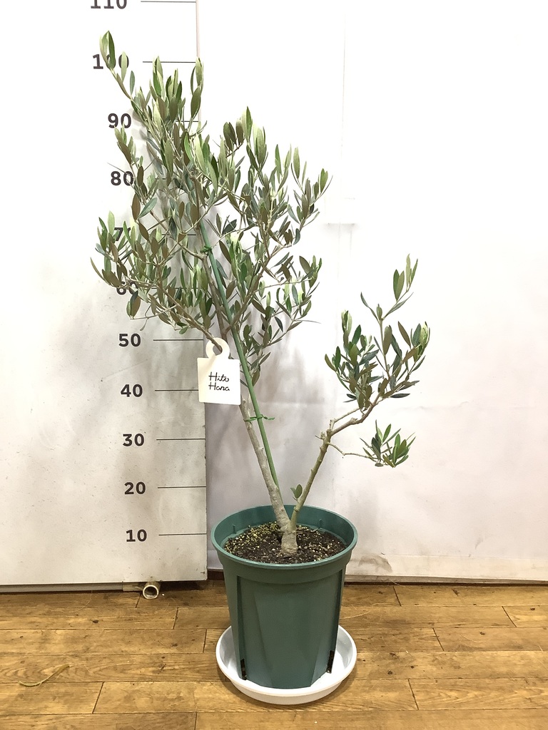 観葉植物 オリーブの木 8号 オヒブランカ ベータ キューブプランター