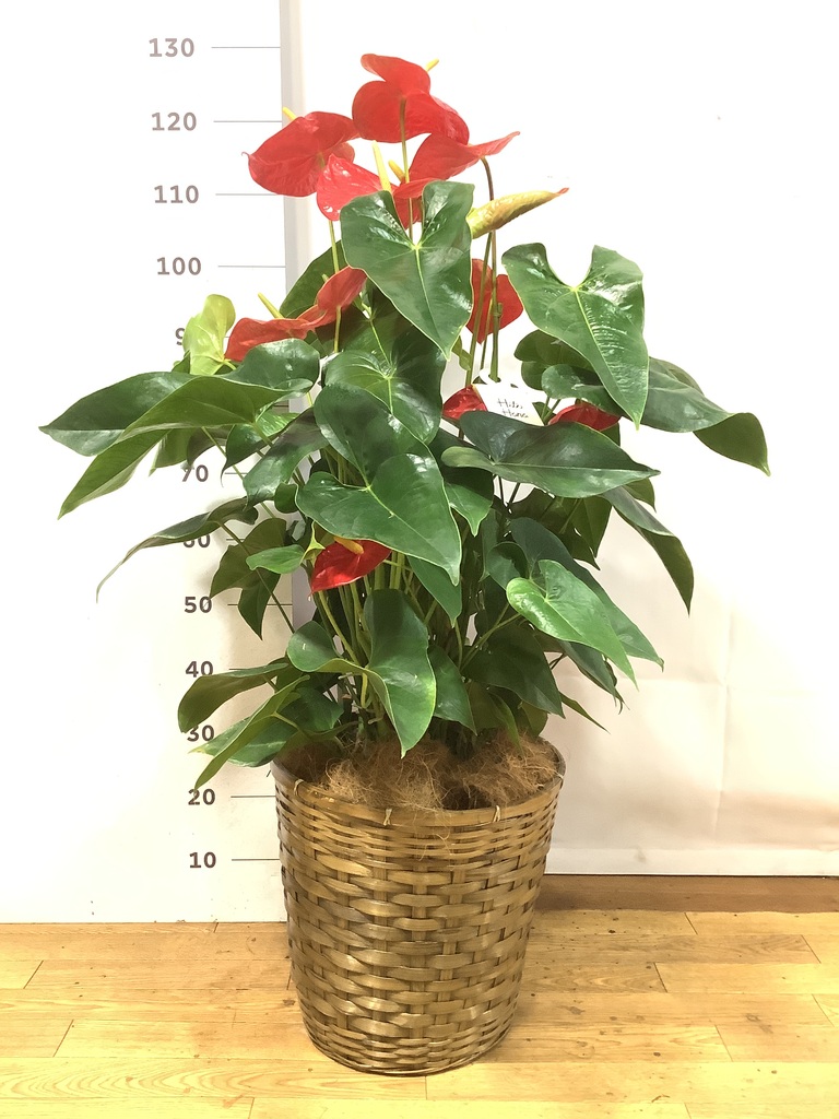アンスリウム 10号 | 観葉植物通販HitoHana(ひとはな)