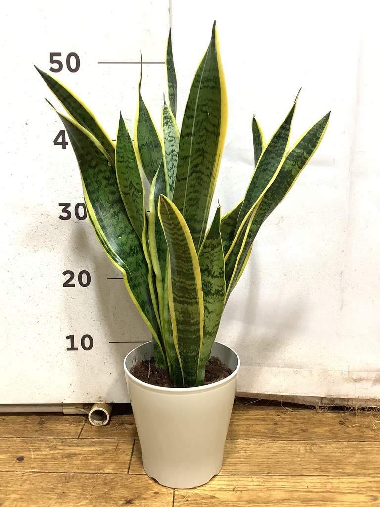 観葉植物 サンスベリア 5号 トラノオ プラスチック鉢 | 観葉植物なら