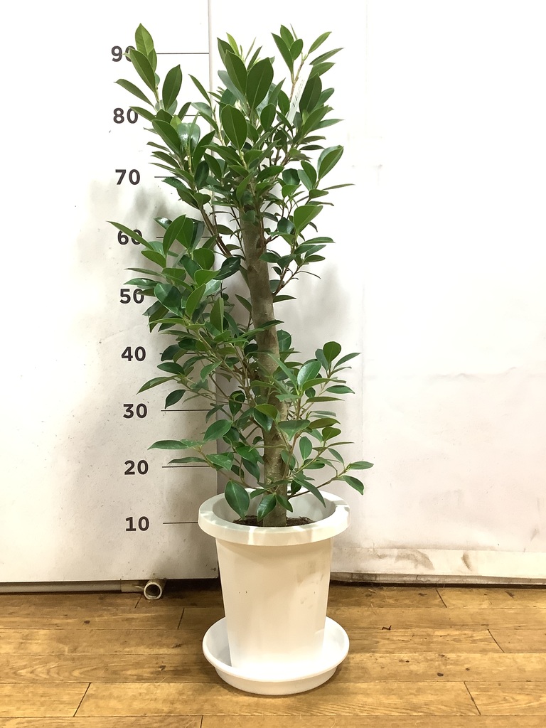 ガジュマル 7号 | 観葉植物通販HitoHana(ひとはな)