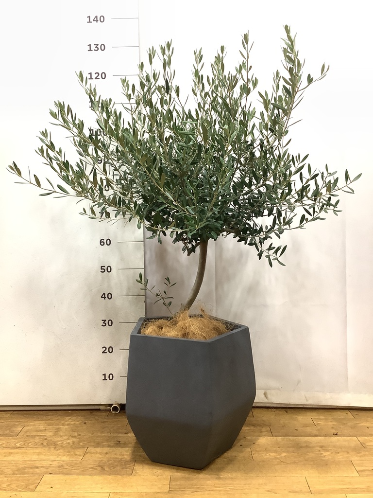 観葉植物 オリーブ 8号 創樹 ポリゴヘクサ 白 付き | 観葉植物なら