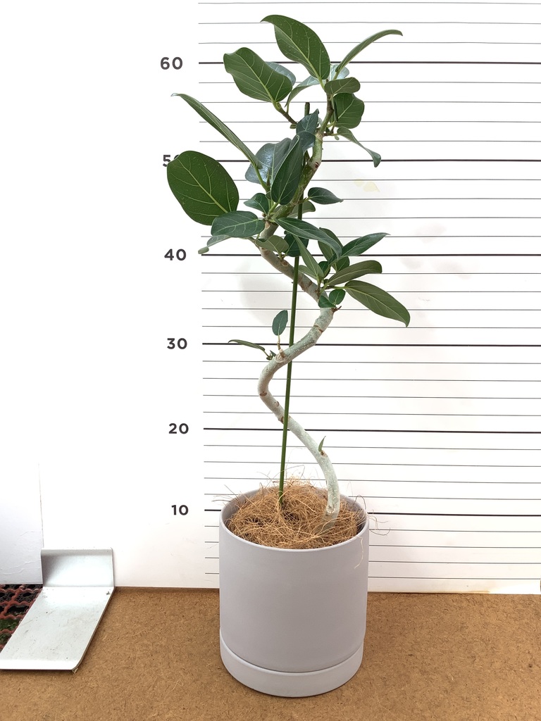 観葉植物 フィカス ベンガレンシス 4号 曲り ハンネ 16 R オレンジ